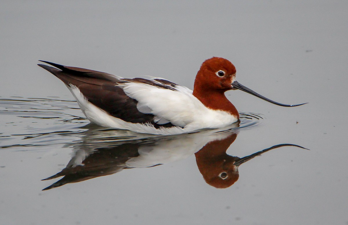 Avocette d'Australie - ML137944521