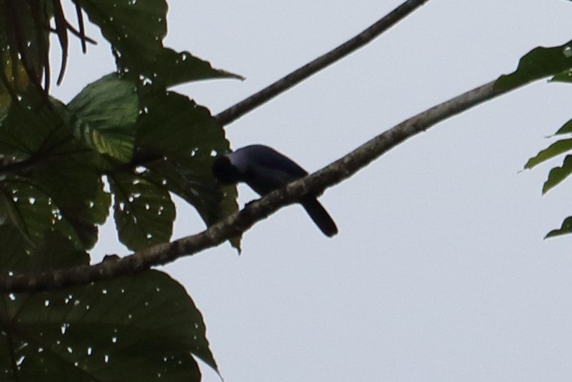 Violaceous Jay - Alta Tanner