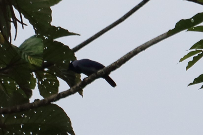 Violaceous Jay - ML137945151