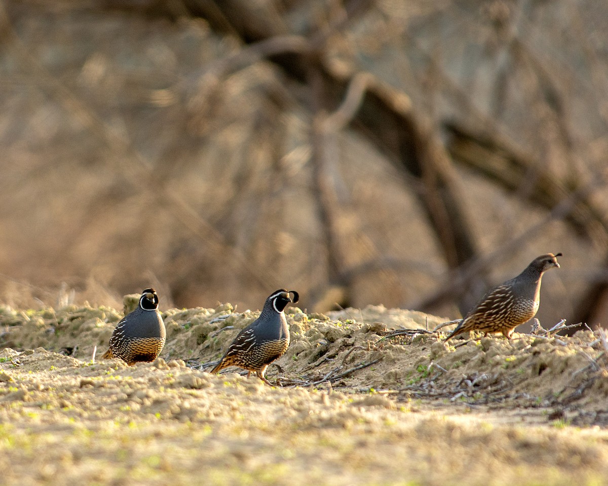 California Quail - ML137945541