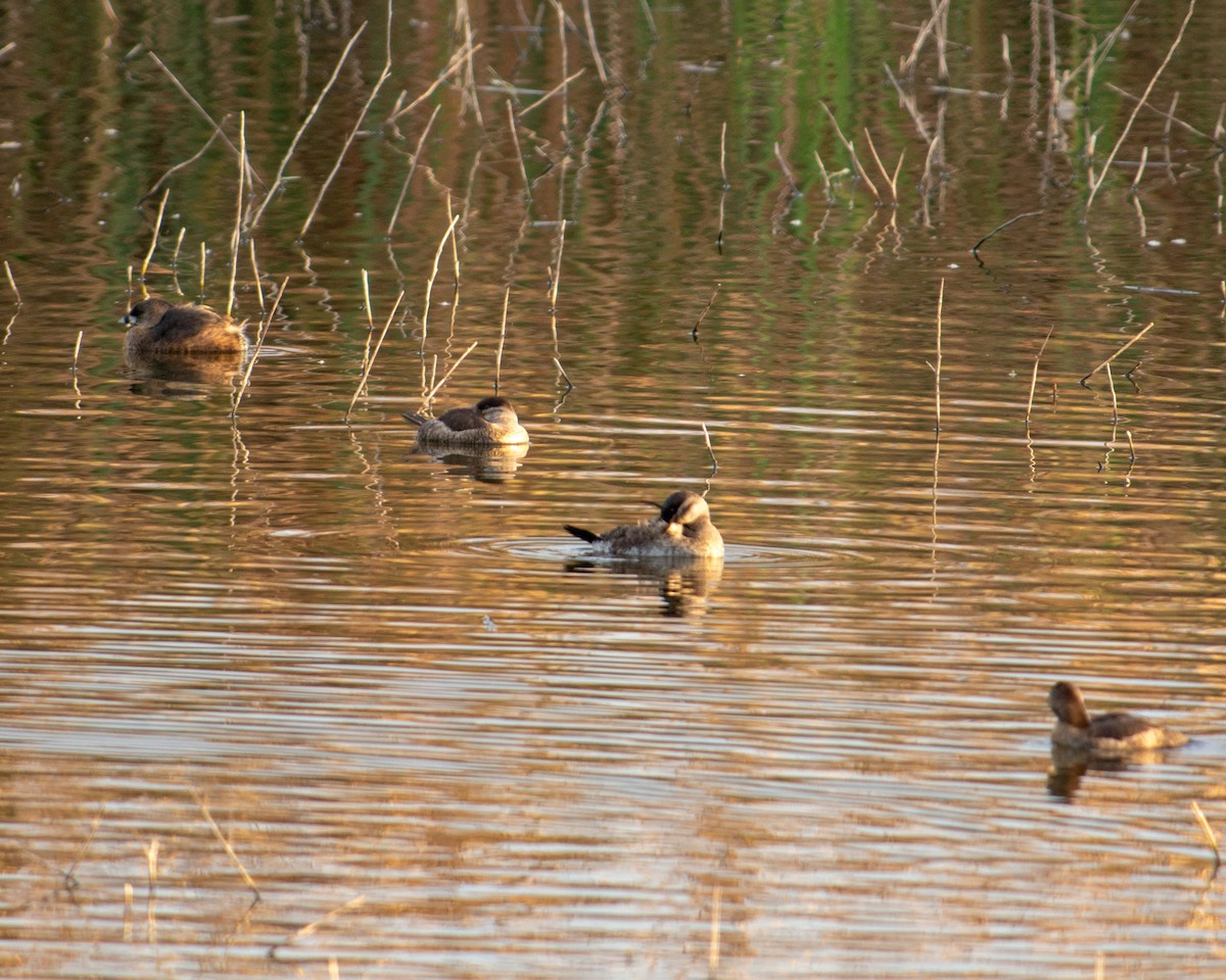 Grèbe à bec bigarré - ML137945561