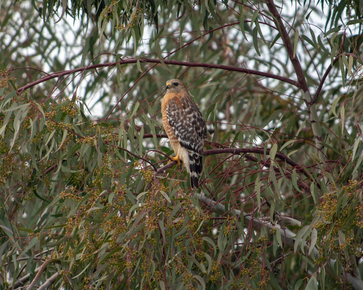 Red-shouldered Hawk - Sherry Pratt