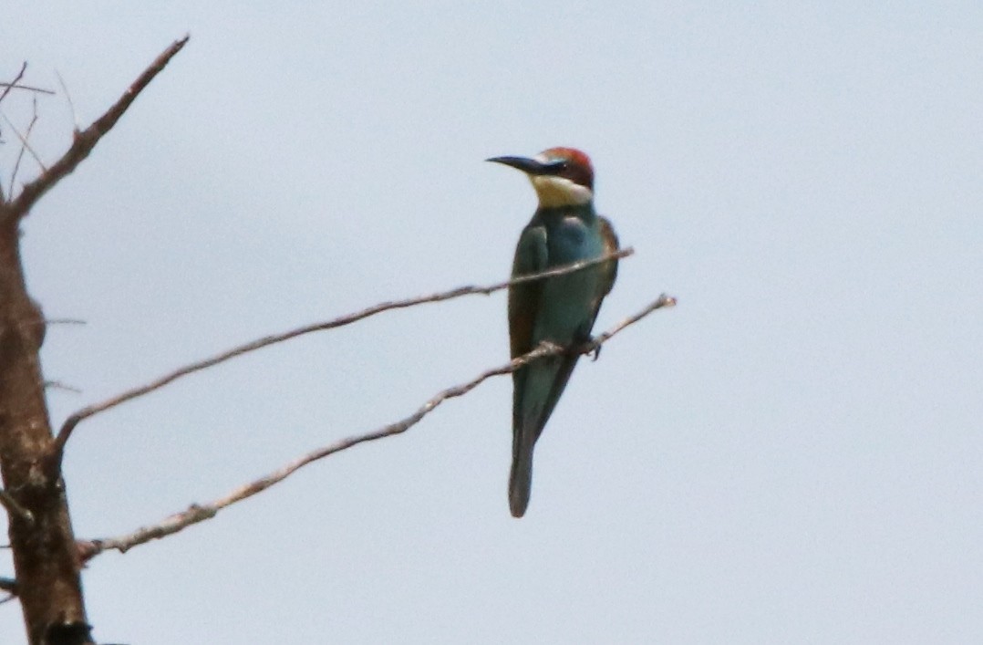 European Bee-eater - ML137945811