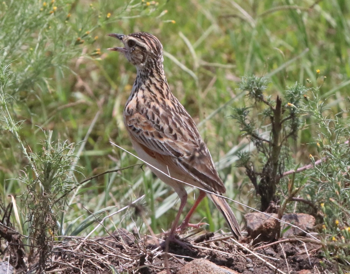 Rufous-naped Lark - ML137945931