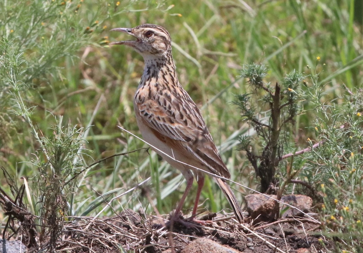 Rufous-naped Lark - ML137945941