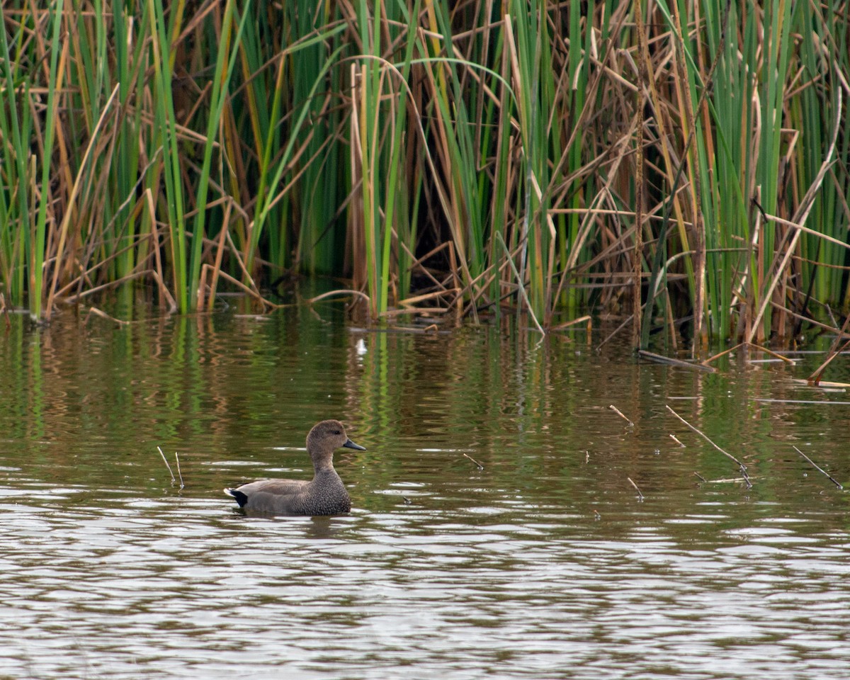 Gadwall - ML137946221