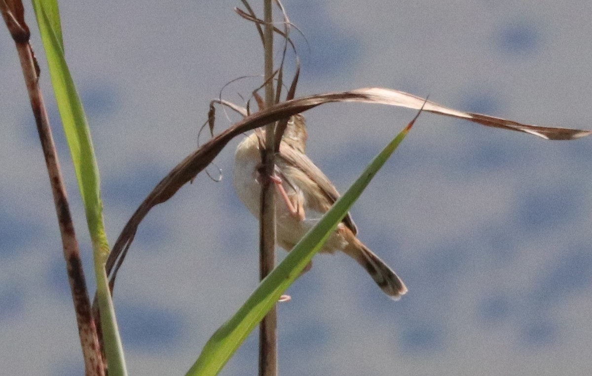 Zitting Cisticola - ML137946571