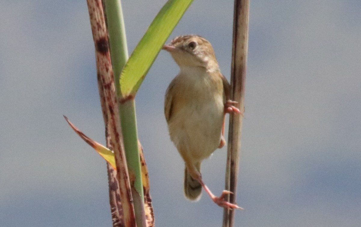 Zitting Cisticola - ML137946591