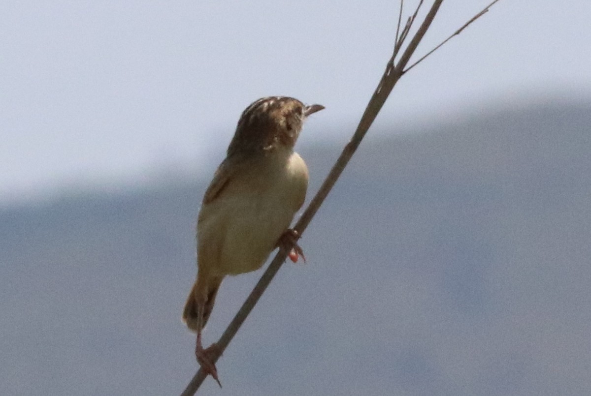 Zitting Cisticola - ML137946641