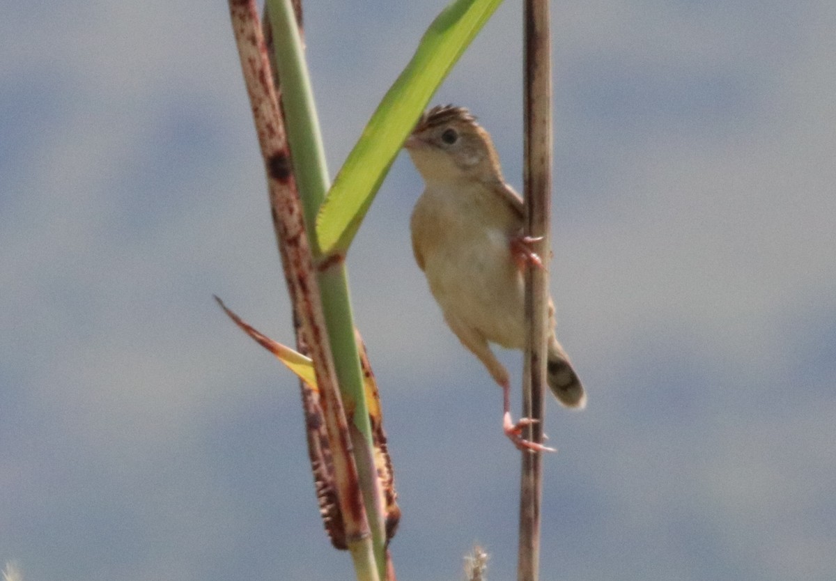 Zitting Cisticola - ML137946691