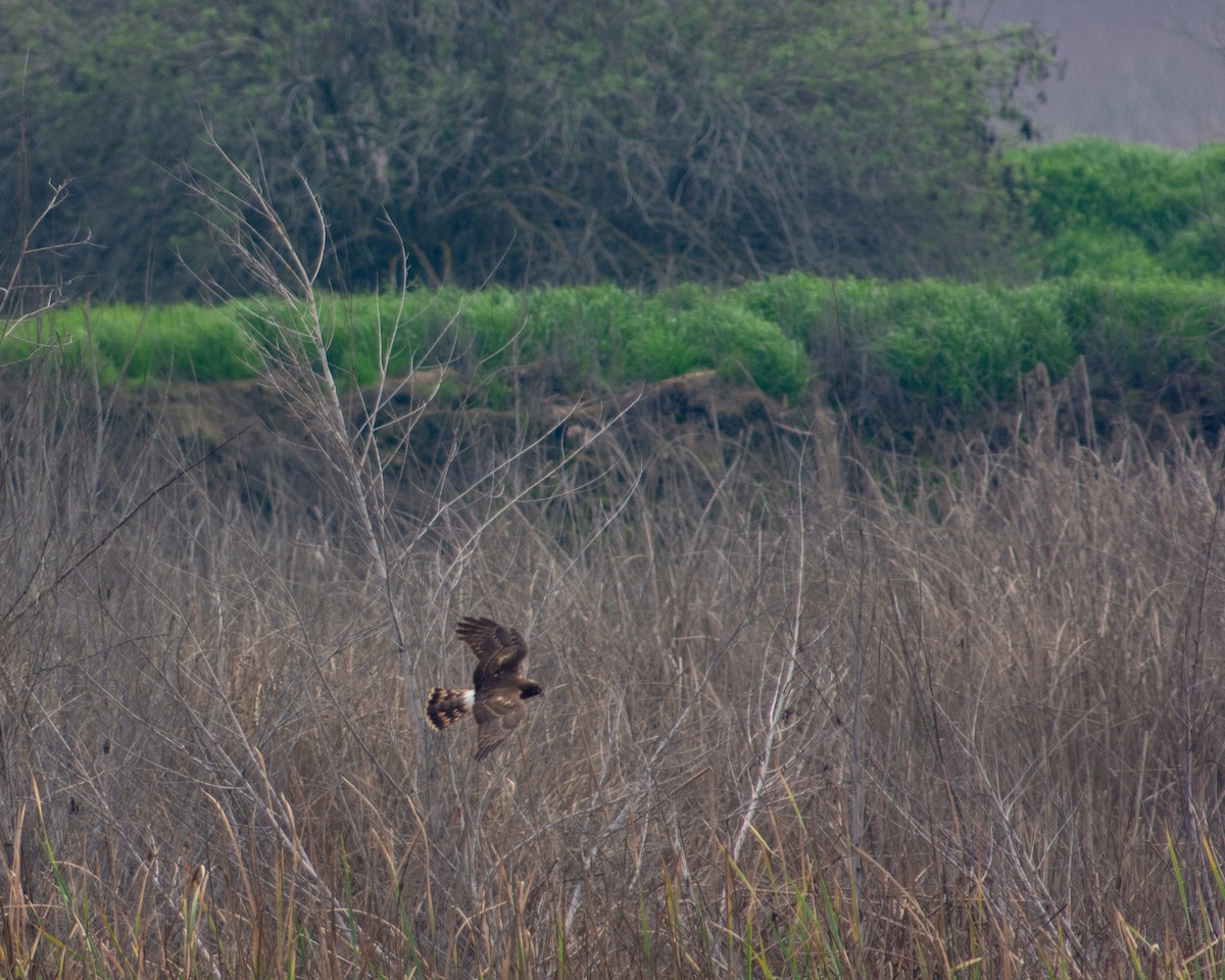 Northern Harrier - ML137946801