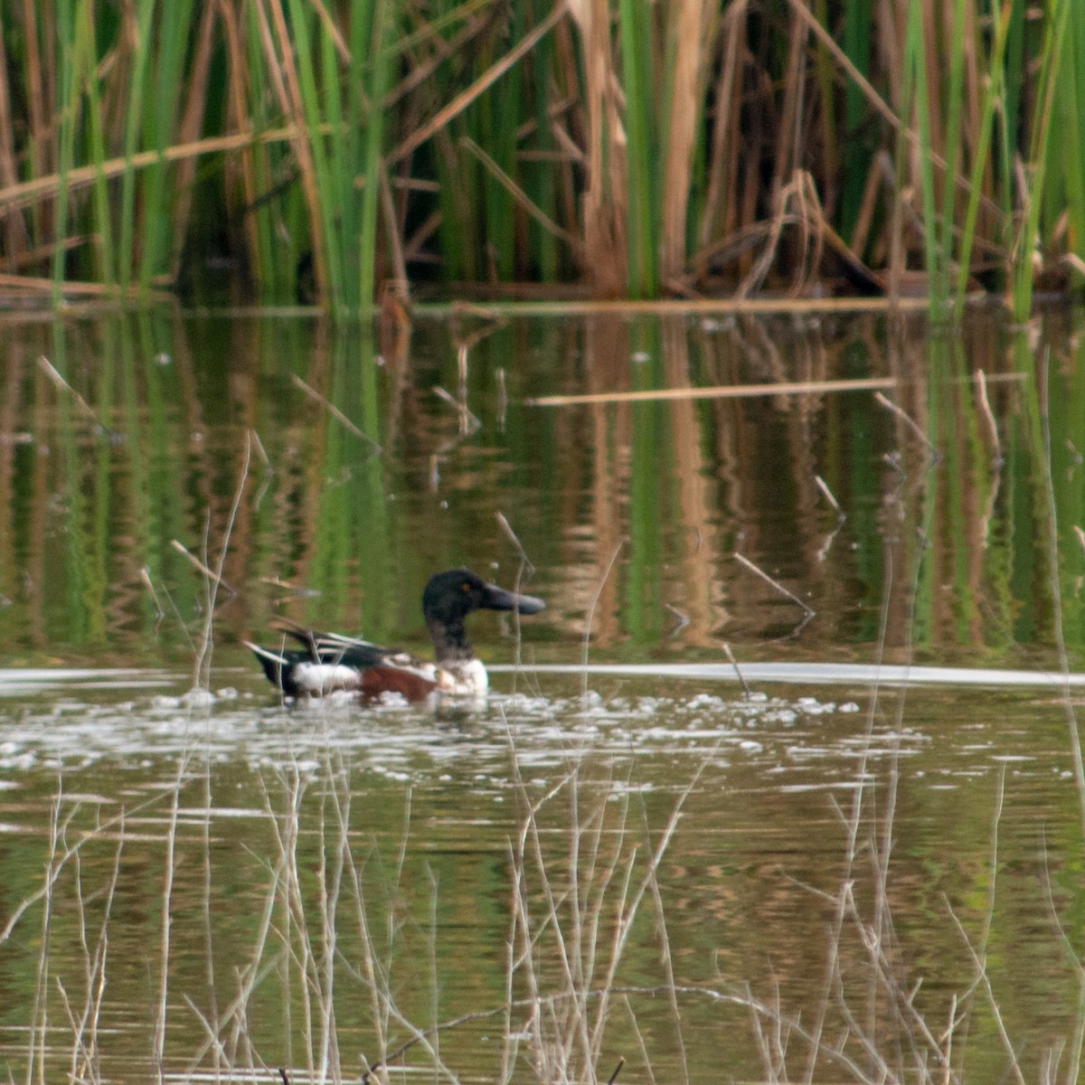 Canard souchet - ML137946921