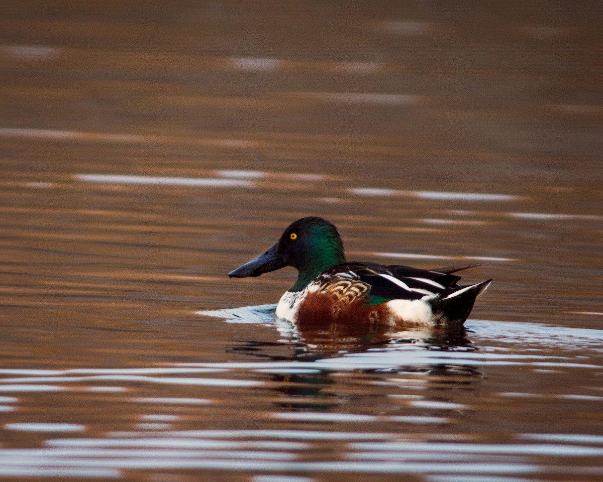 Northern Shoveler - ML137946931