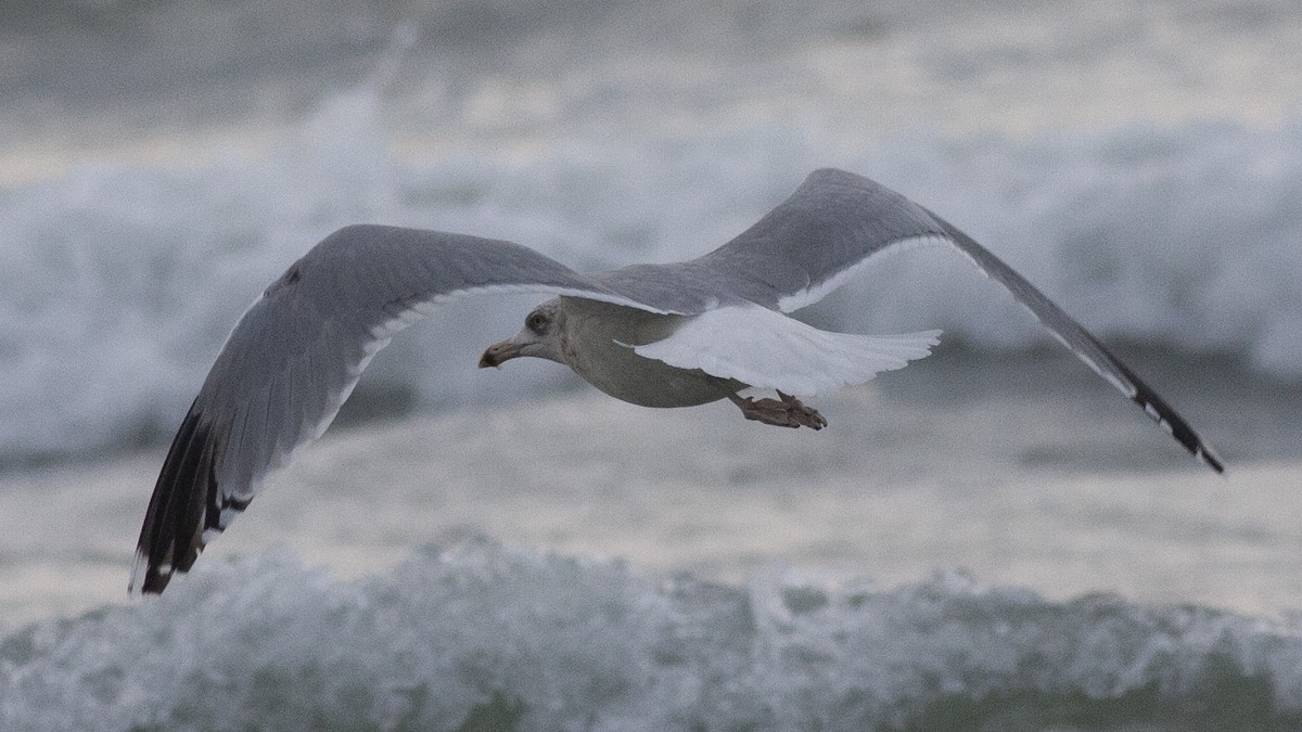 European Herring Gull - ML137946961