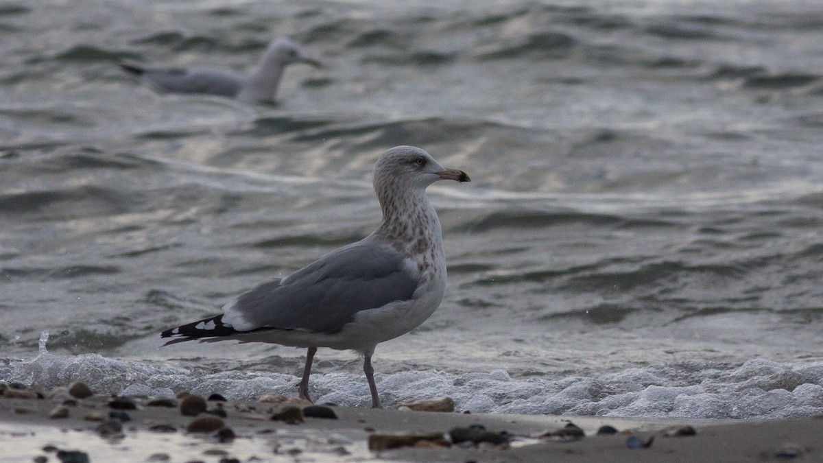 European Herring Gull - ML137947031