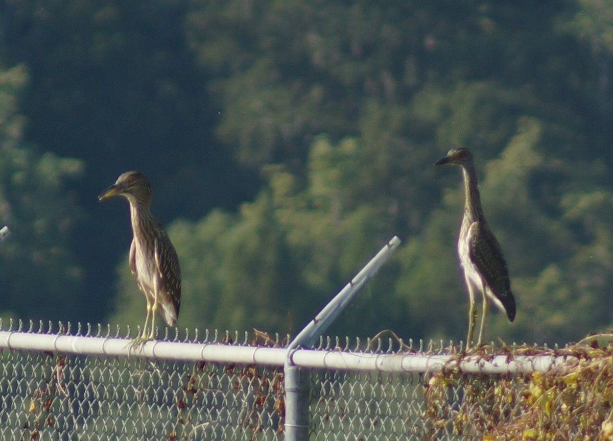 Yellow-crowned Night Heron - ML137947371