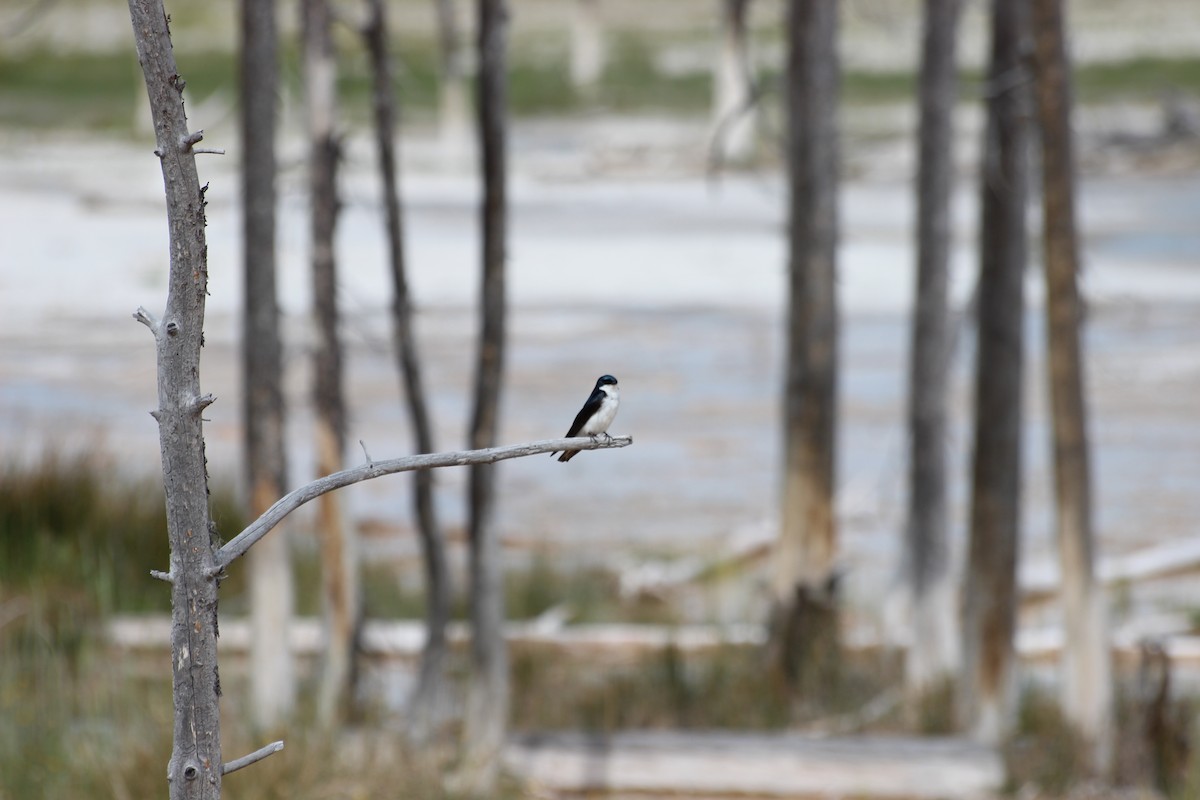 Tree Swallow - ML137947461