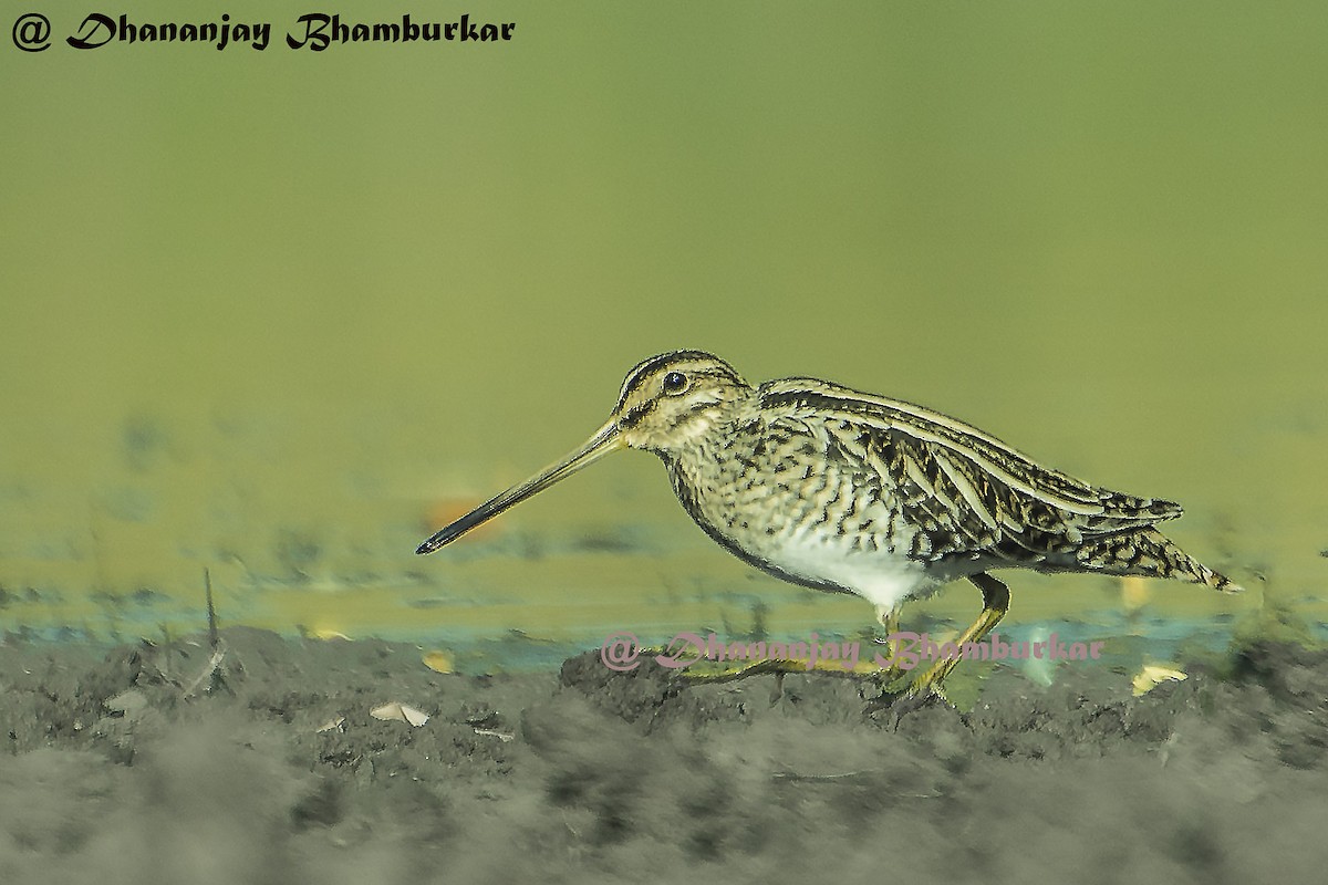 Common Snipe - ML137947971