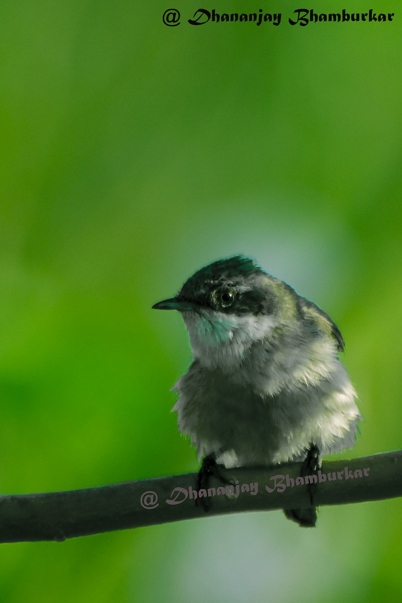 Lesser Whitethroat (Lesser) - ML137947991