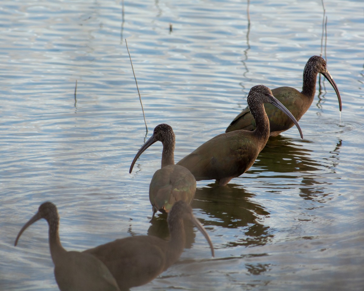 White-faced Ibis - ML137948021