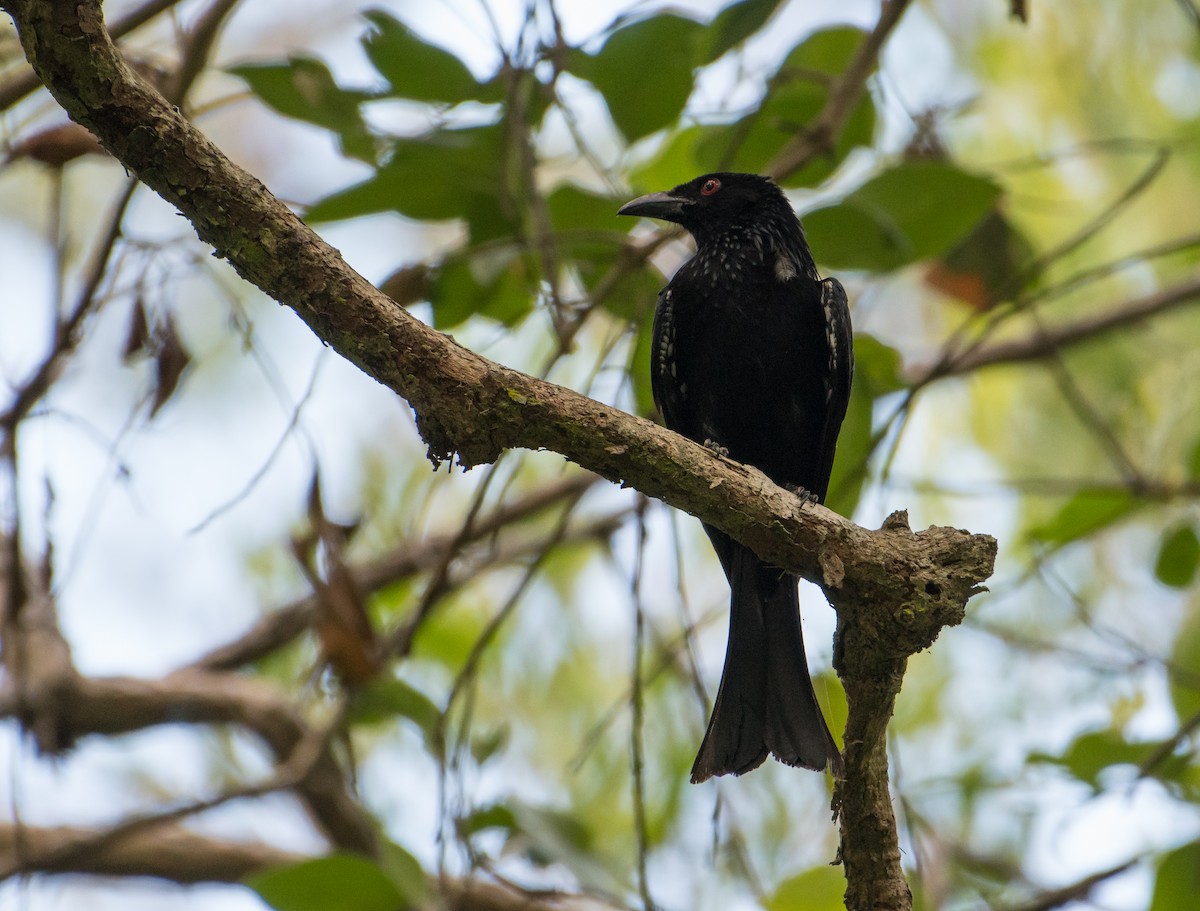 Spangled Drongo - ML137948341