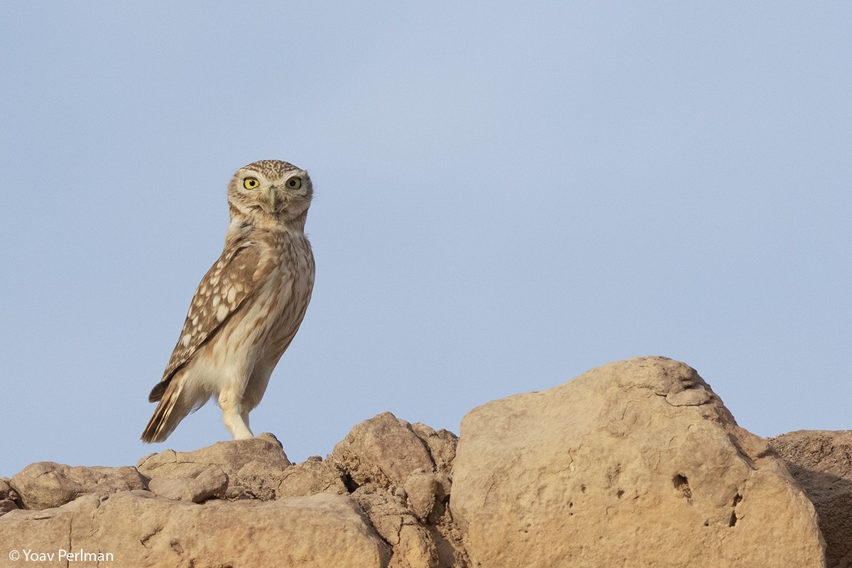 Little Owl (Lilith) - Yoav Perlman