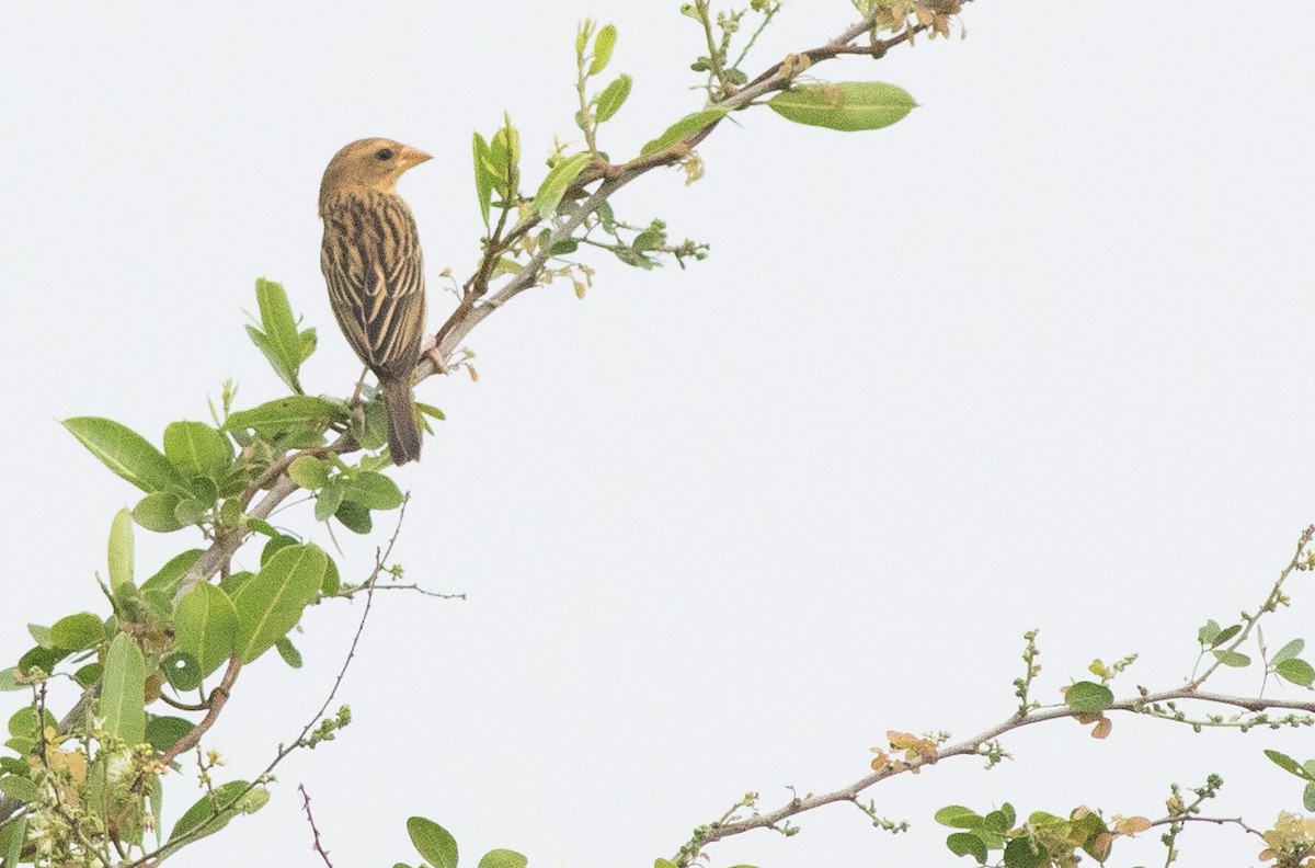 Baya Weaver - Joachim Bertrands