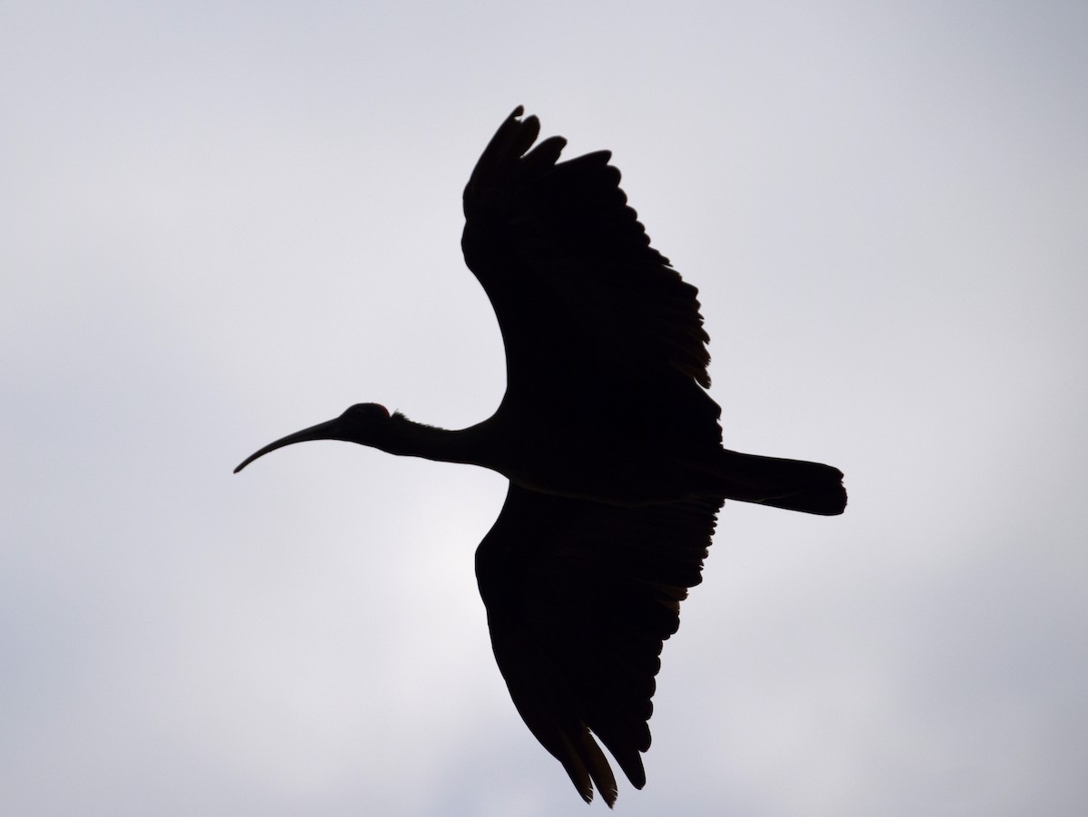 Black-headed Ibis - ML137950451