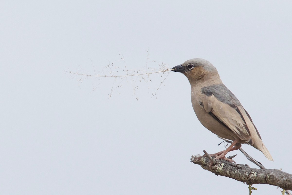 Gray-headed Social-Weaver - Qin Huang