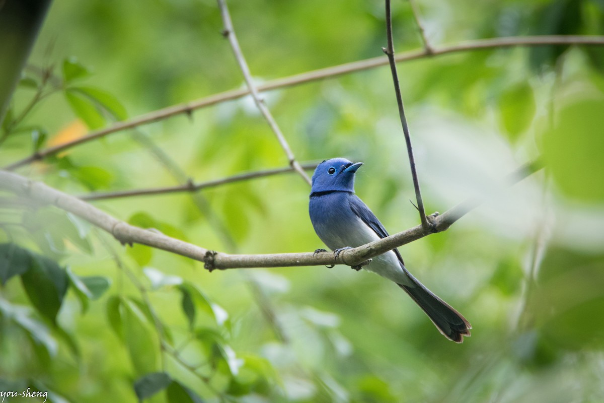 Black-naped Monarch - ML137952141