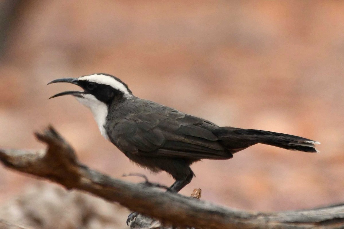 Hall's Babbler - ML137952881