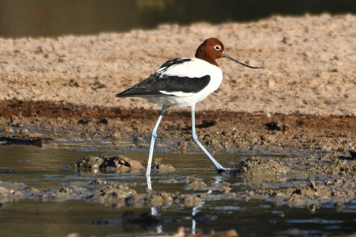 Red-necked Avocet - ML137953621