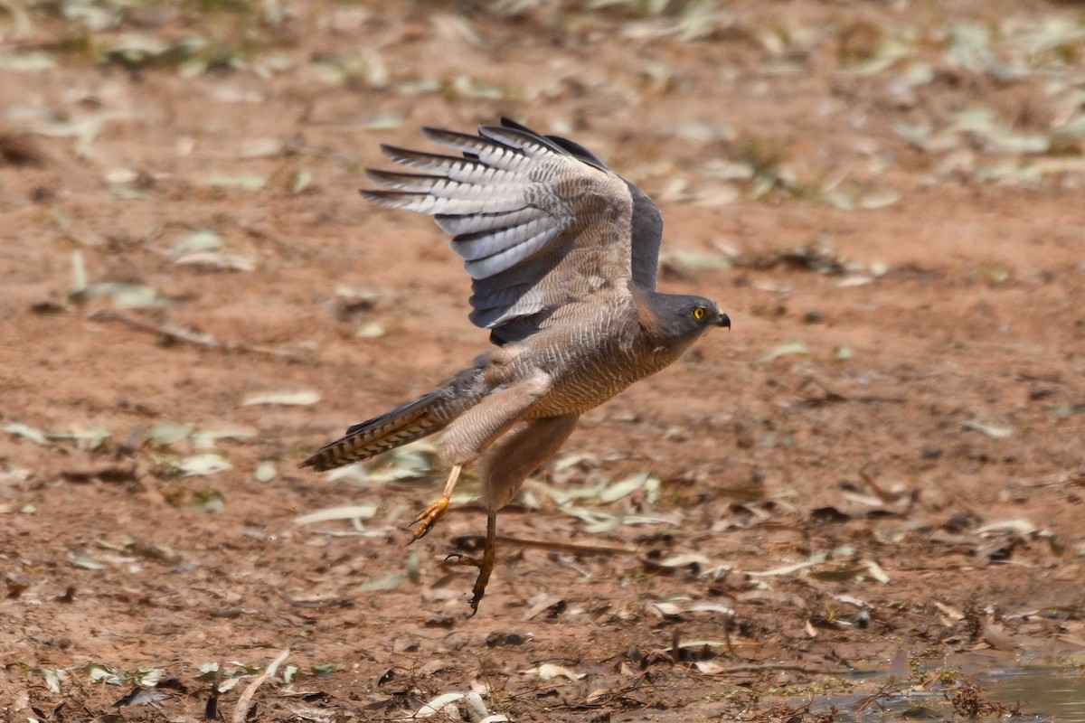 Brown Goshawk - ML137953701