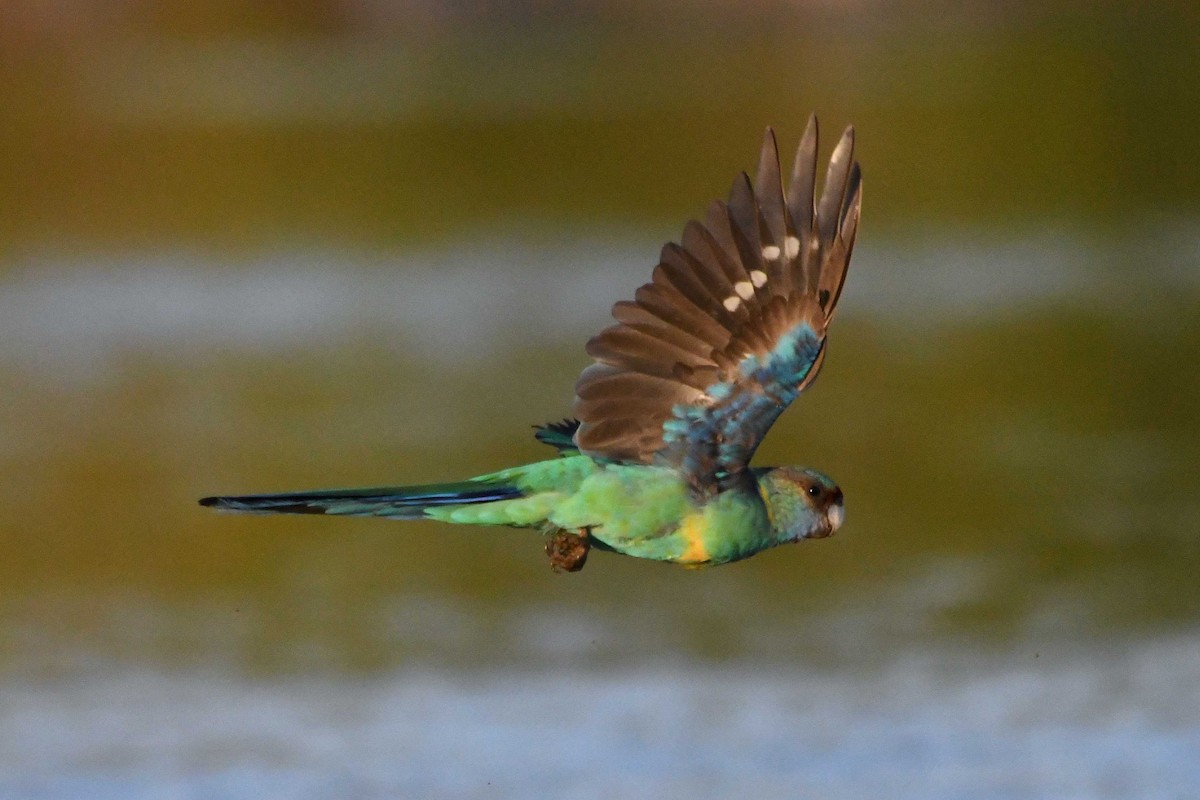 Australian Ringneck - ML137953741