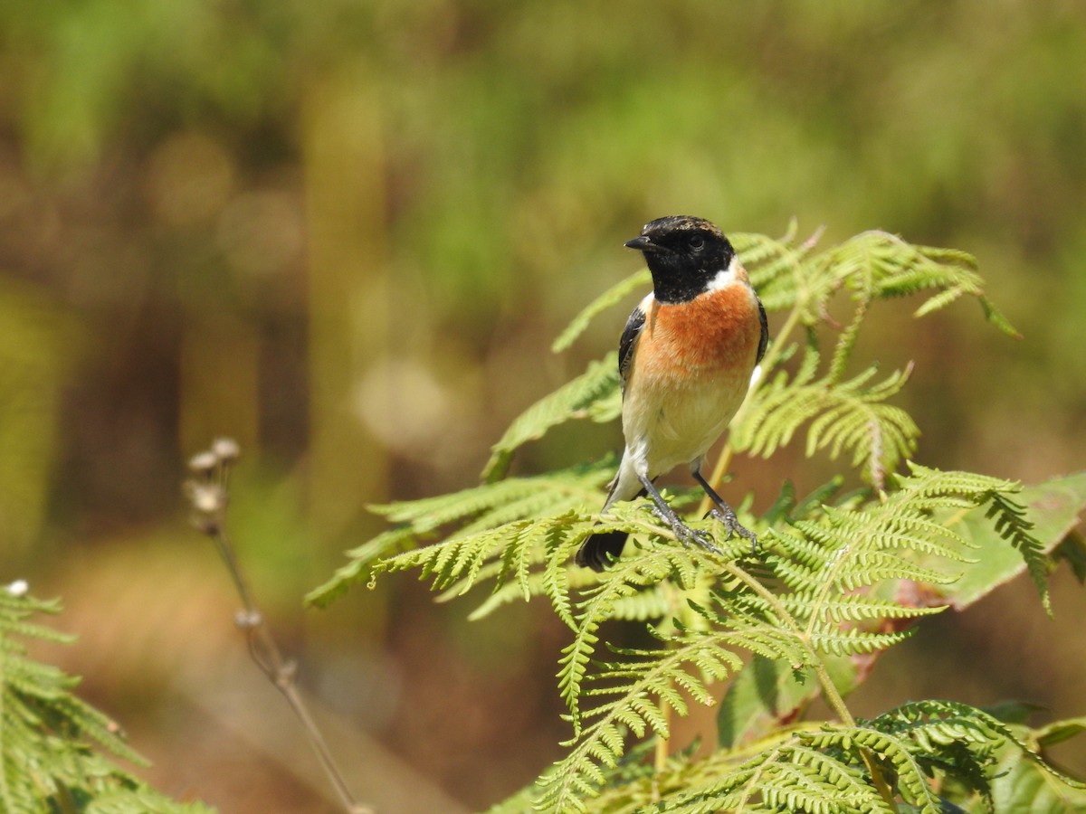 Siberian Stonechat - Ashwin Viswanathan