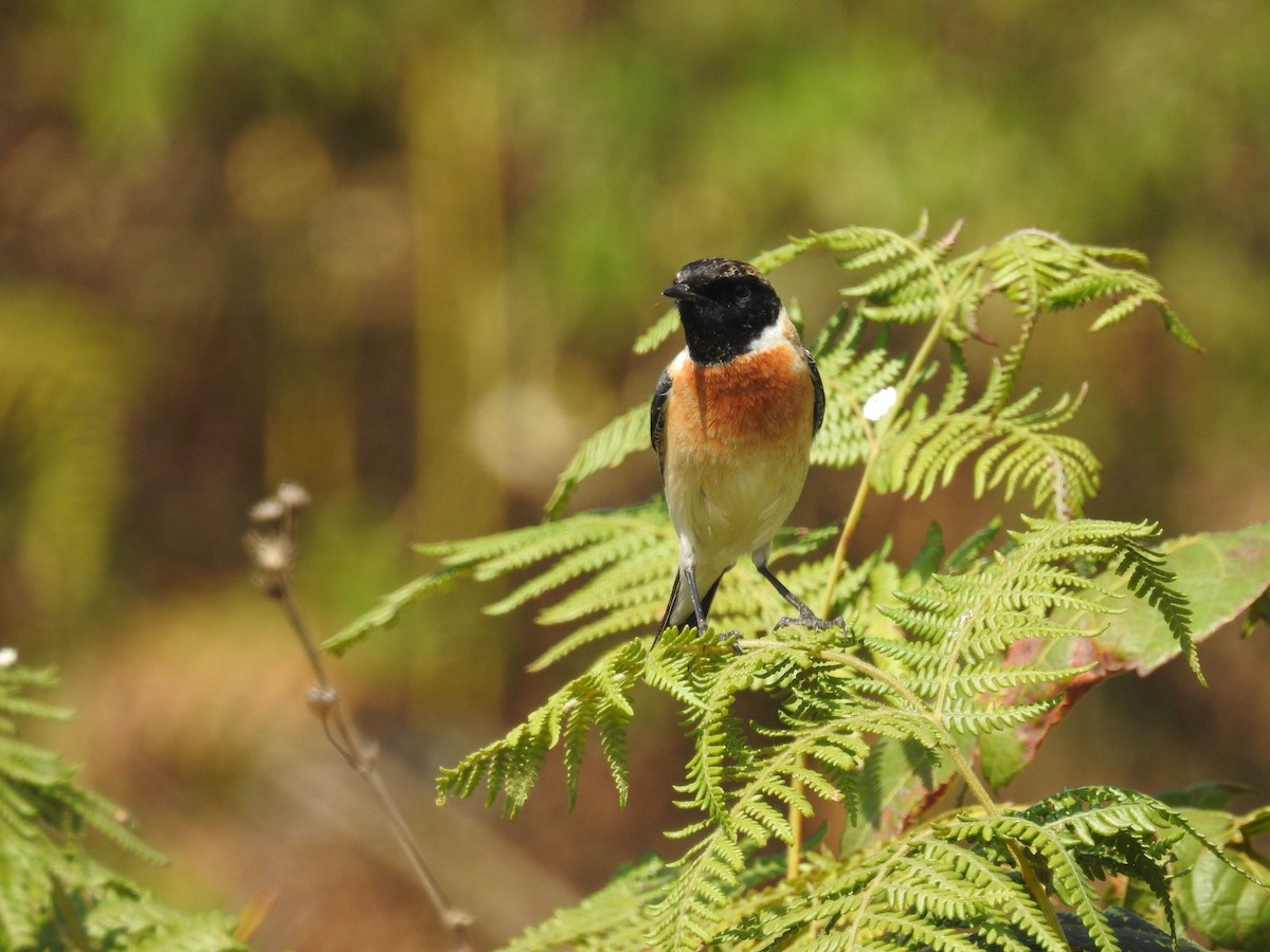 Siberian Stonechat - ML137955391