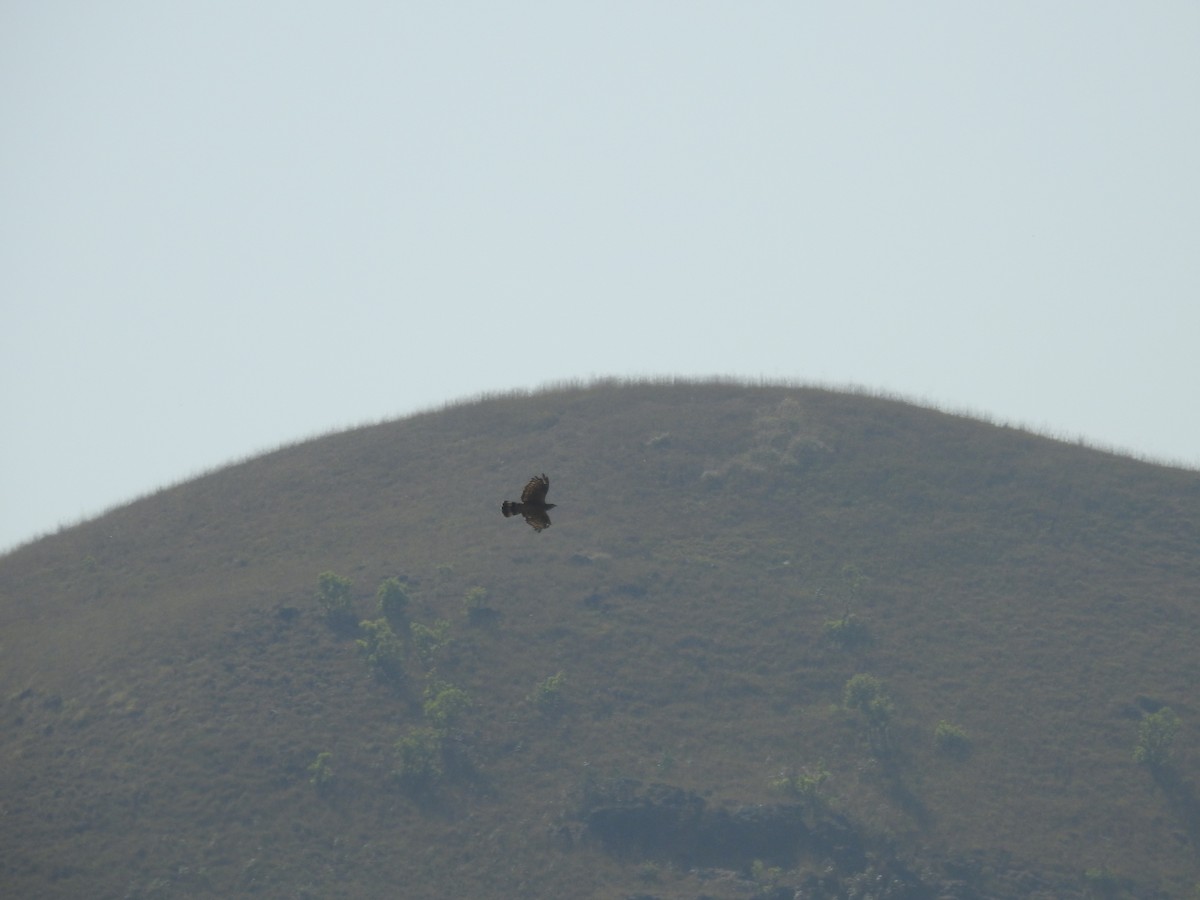 Oriental Honey-buzzard - ML137955521