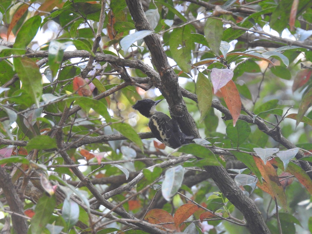 Heart-spotted Woodpecker - Ashwin Viswanathan