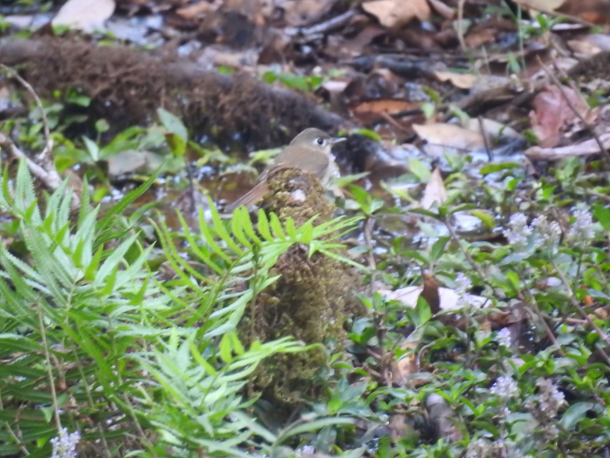 Brown-breasted Flycatcher - ML137955971