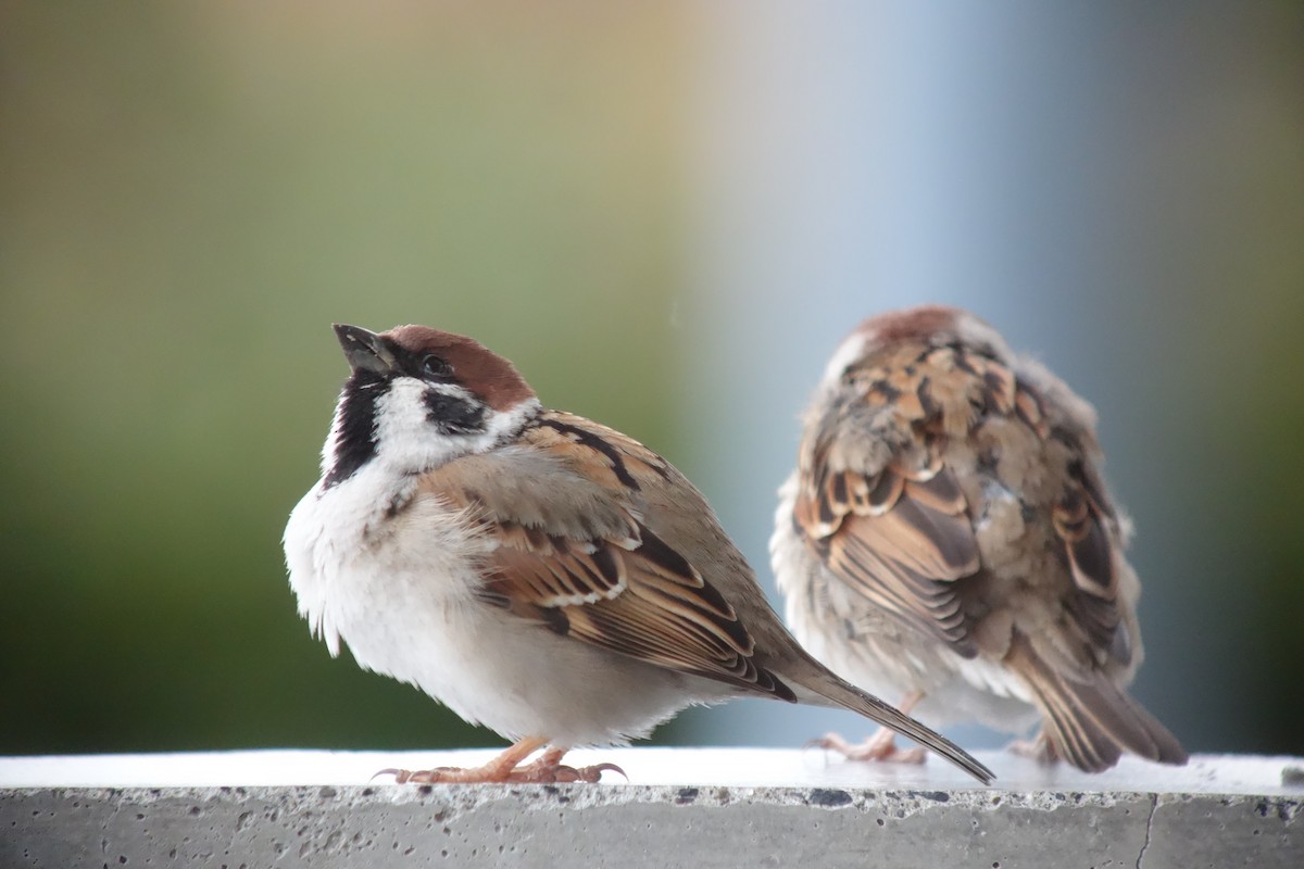 Eurasian Tree Sparrow - Tomohiro Iuchi