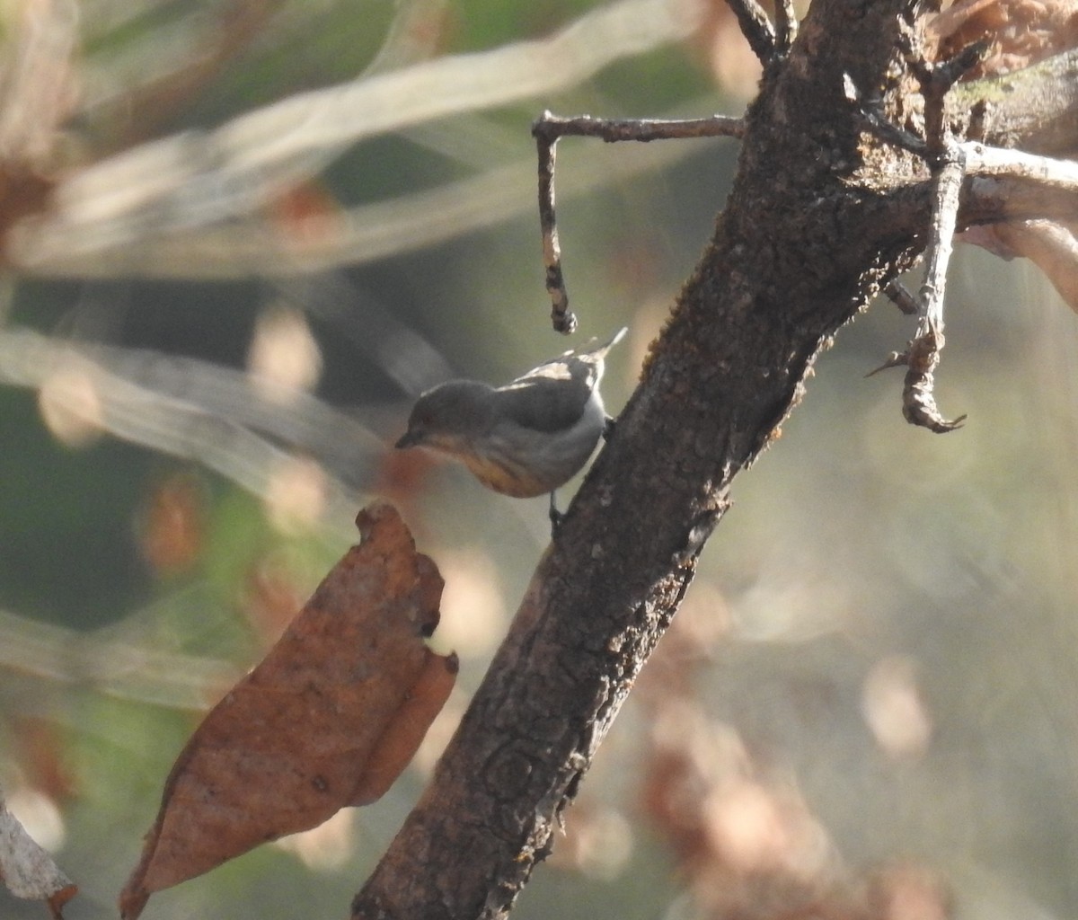 Thick-billed Flowerpecker - Ashwin Viswanathan