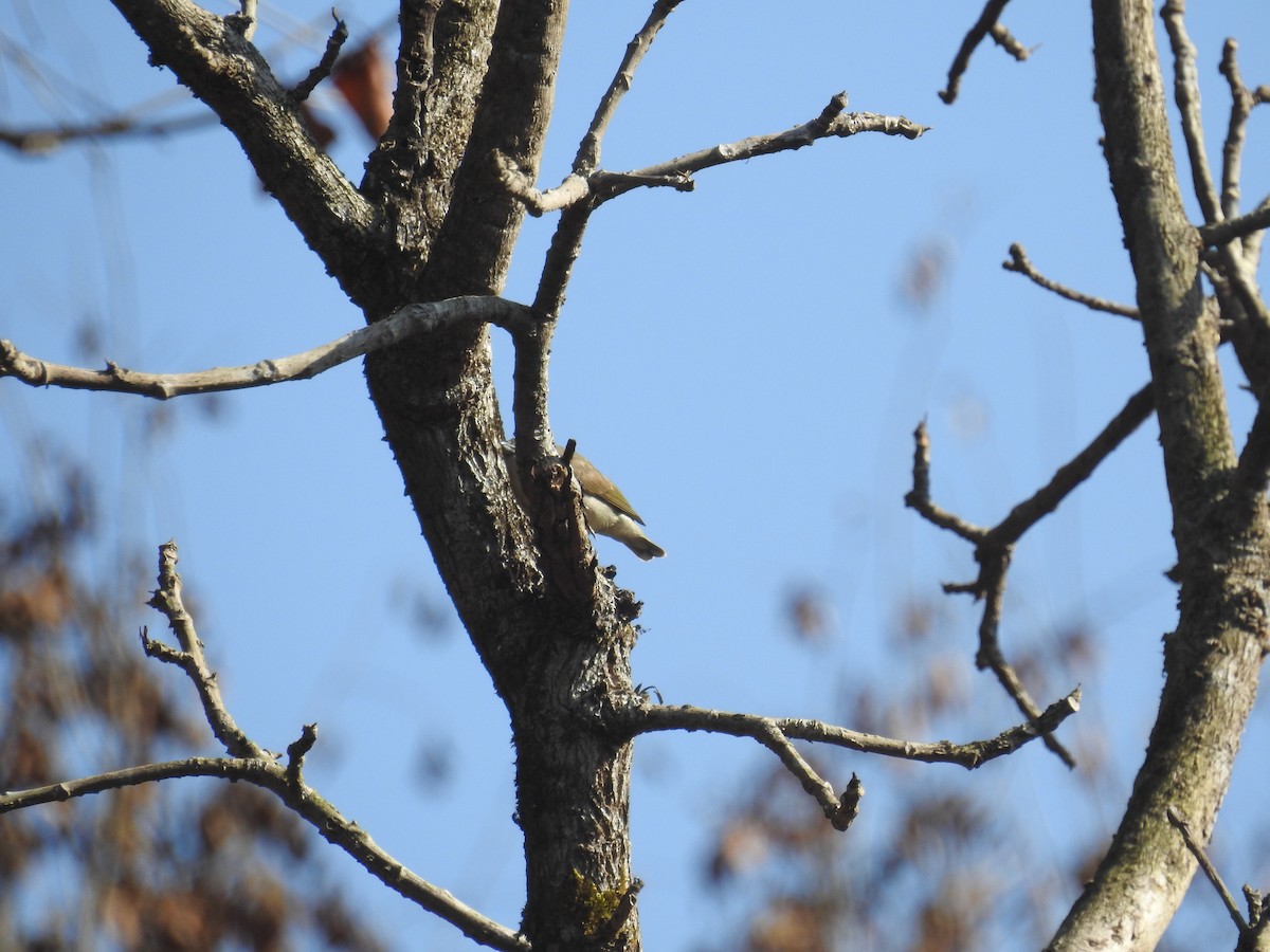 Thick-billed Flowerpecker - ML137956731