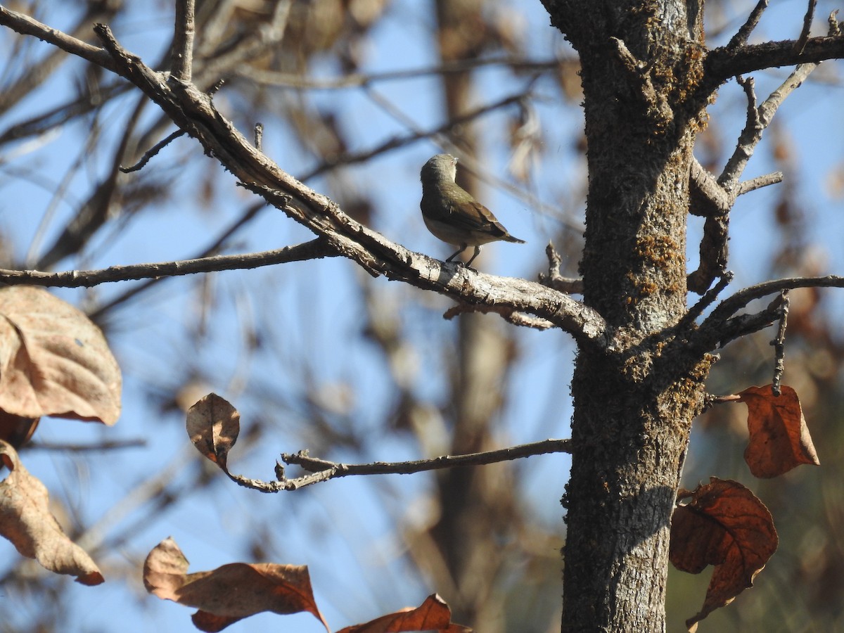 Thick-billed Flowerpecker - ML137956741