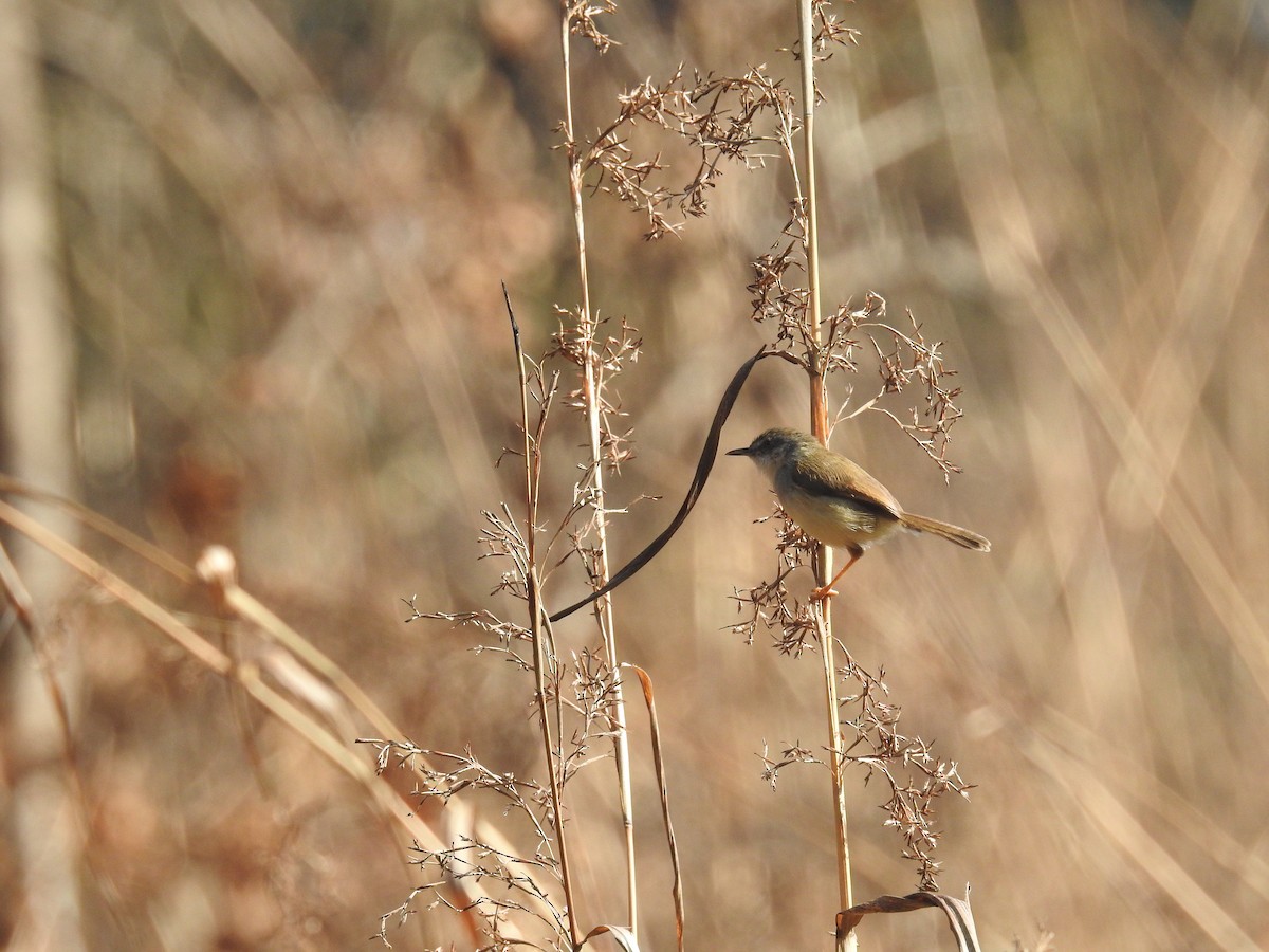 Gray-breasted Prinia - ML137956751