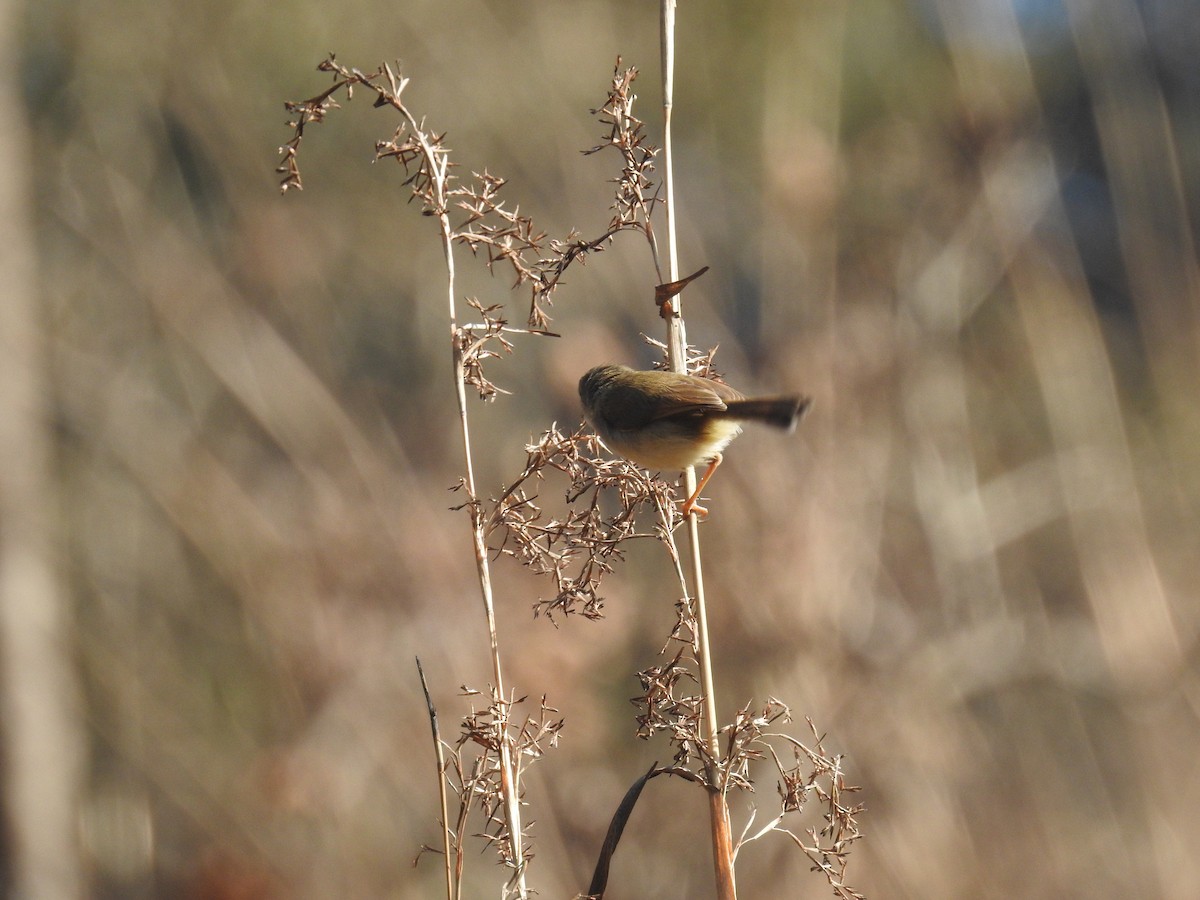 Gray-breasted Prinia - ML137956781