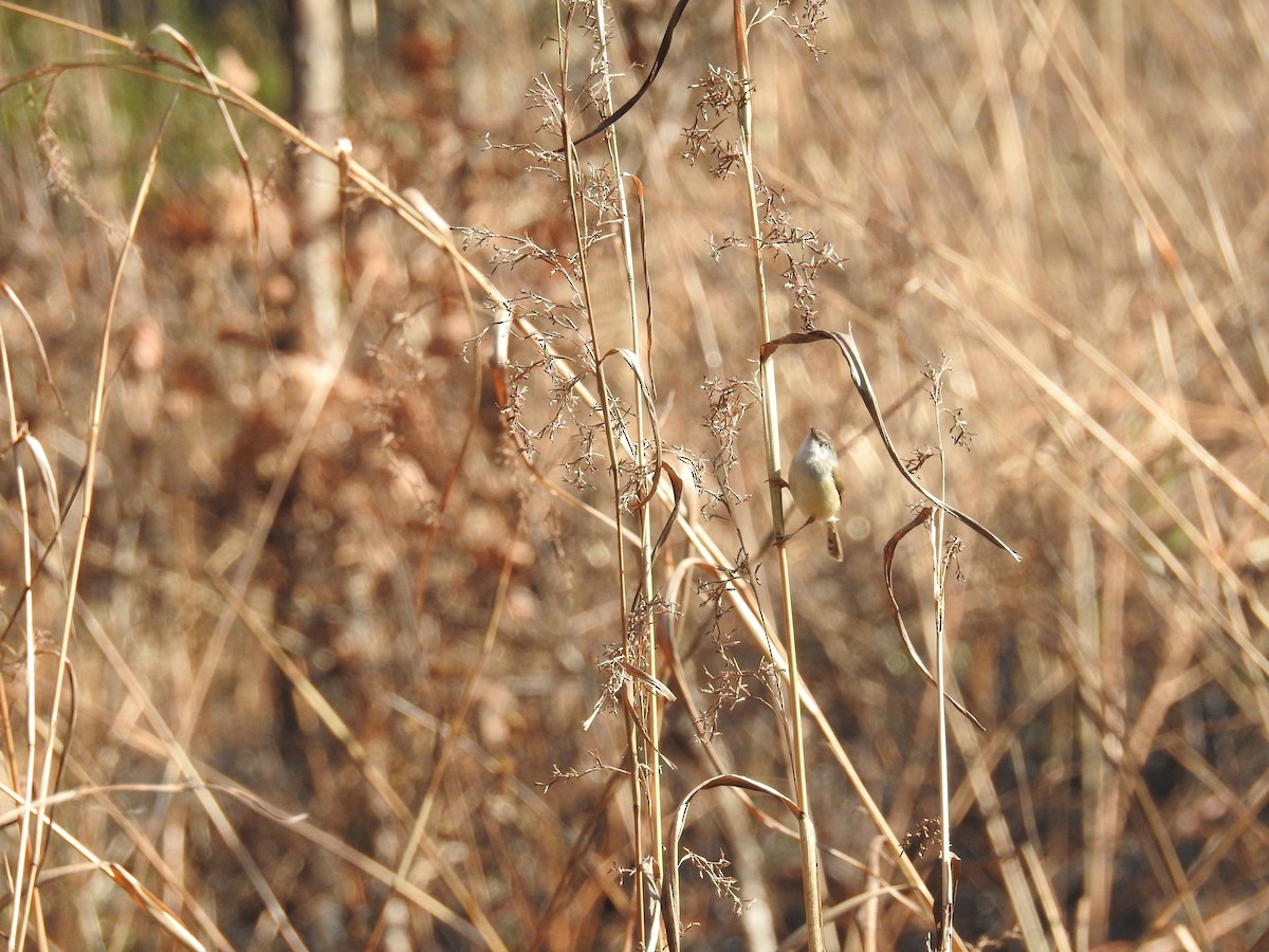 Prinia de Hodgson - ML137956791