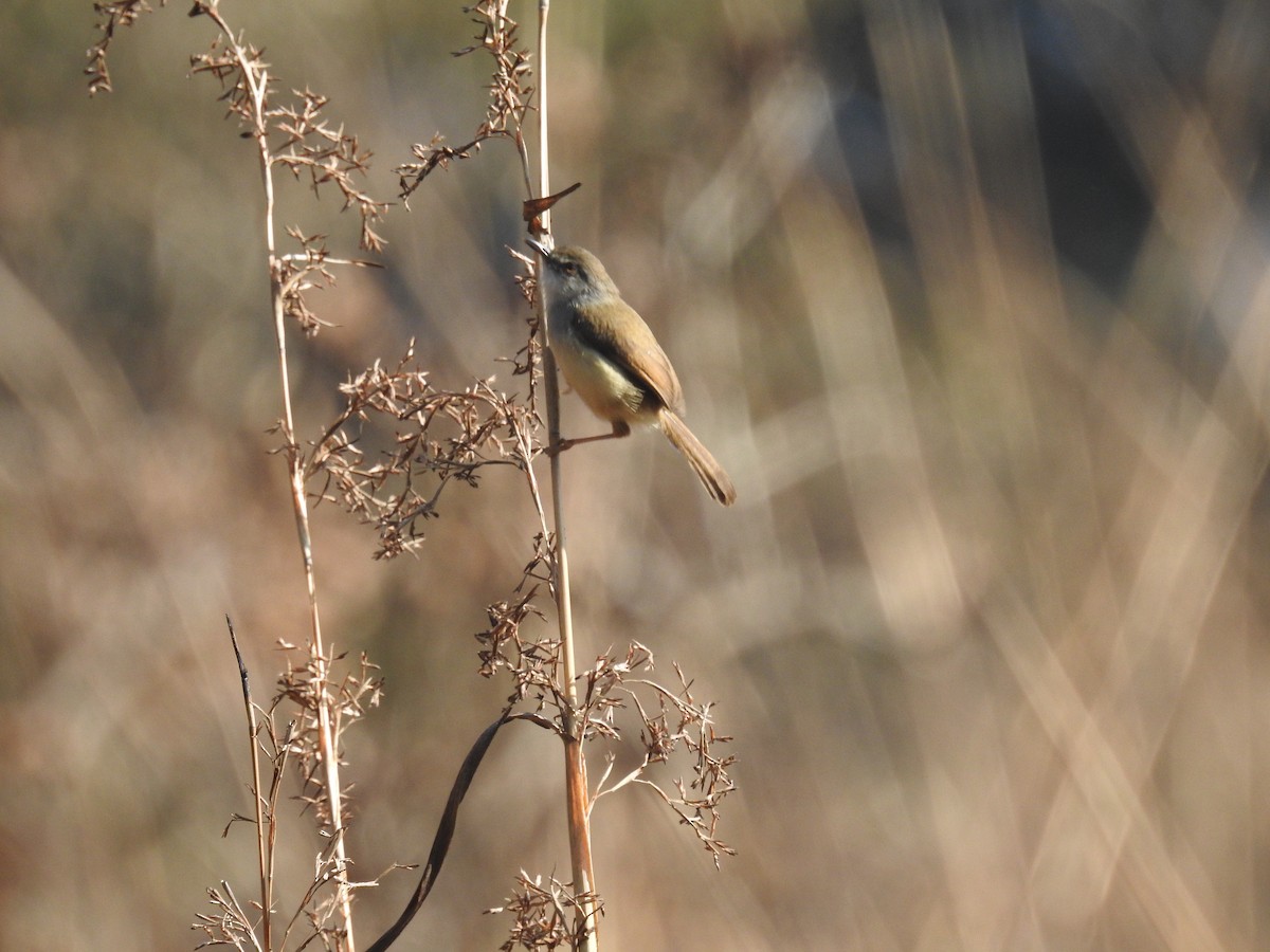 Gray-breasted Prinia - ML137956801