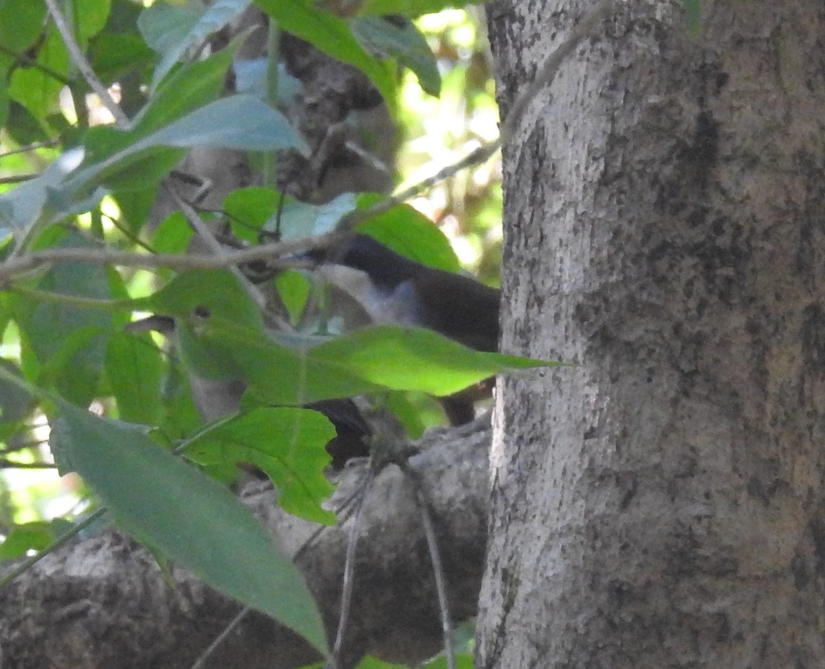 Wayanad Laughingthrush - ML137956811