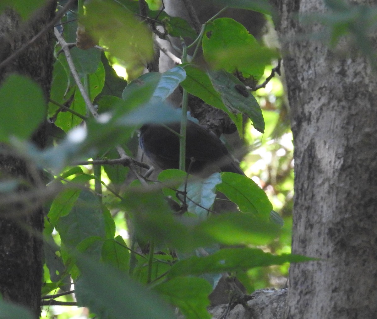 Wayanad Laughingthrush - ML137956831