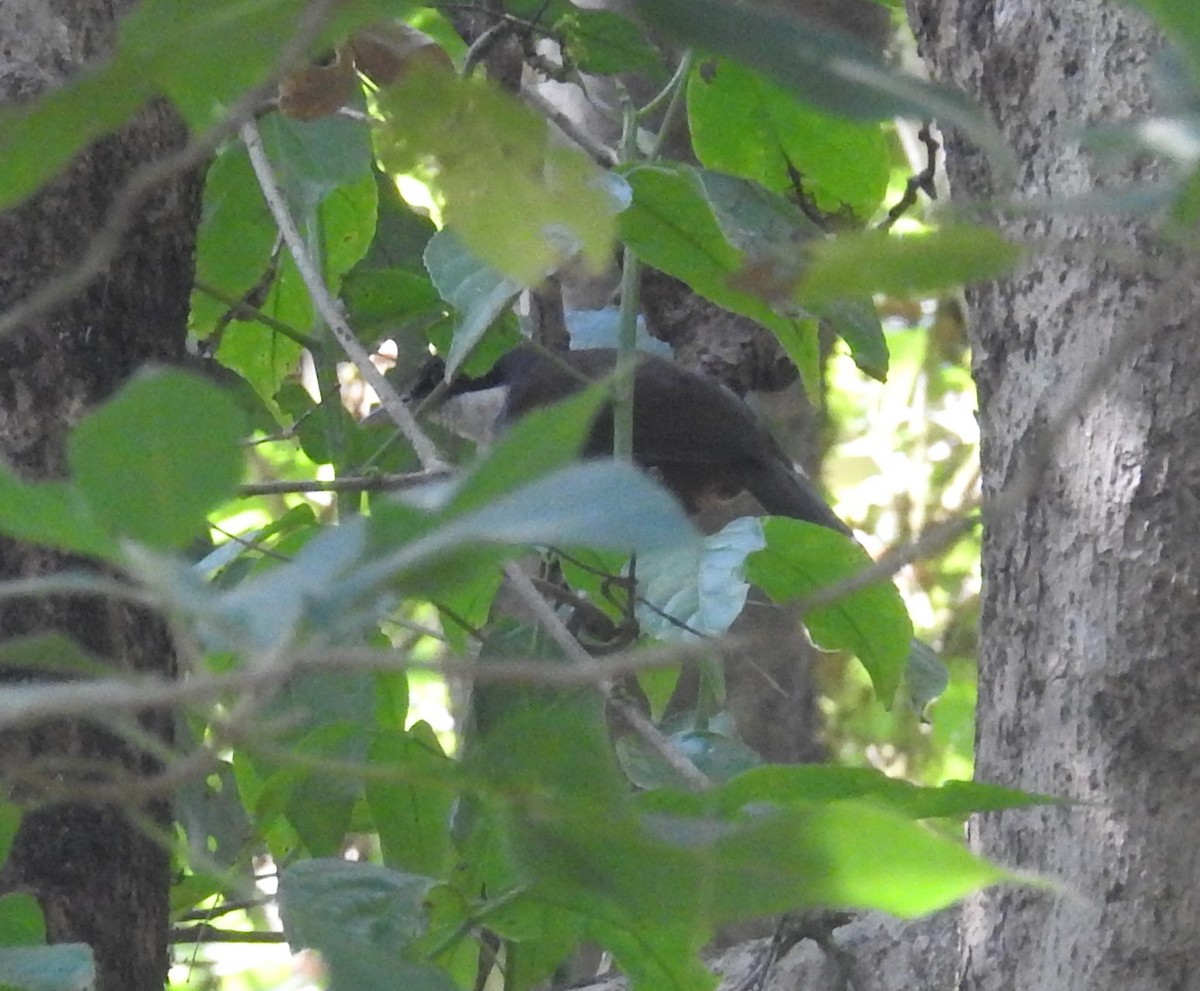 Wayanad Laughingthrush - ML137956841